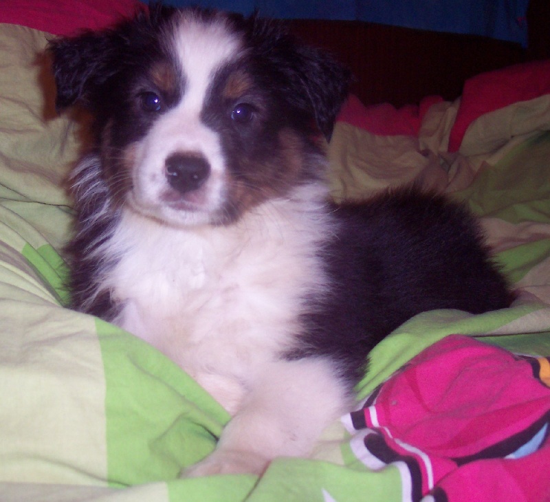 Bidiboum Oh my dog