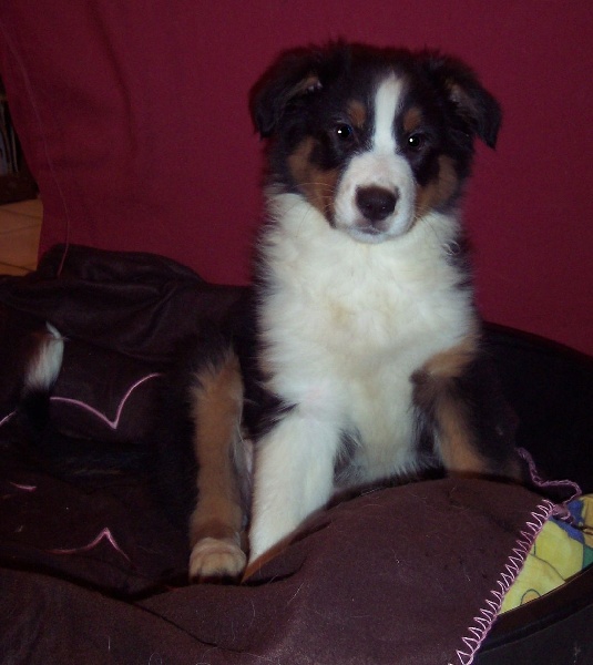 Black pearl Oh my dog