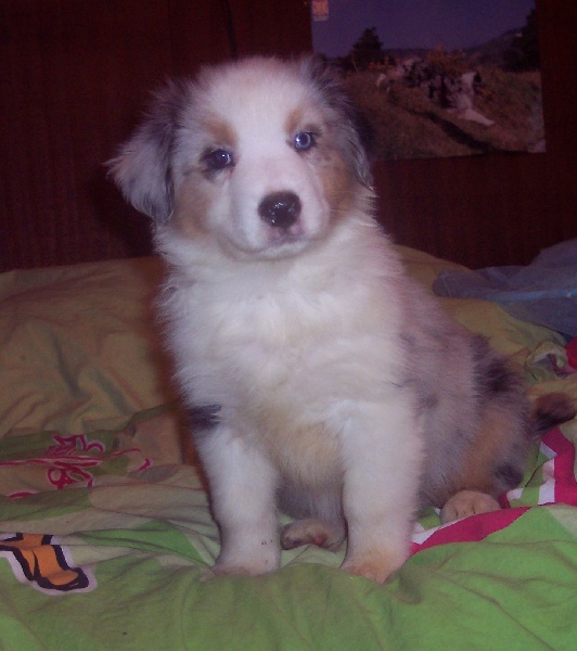 Boomer Oh my dog