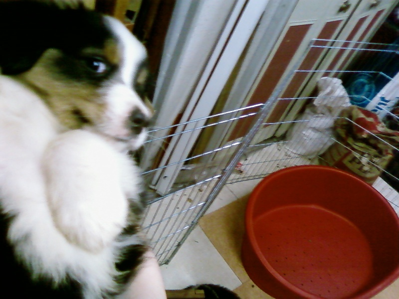 Balou Oh my dog