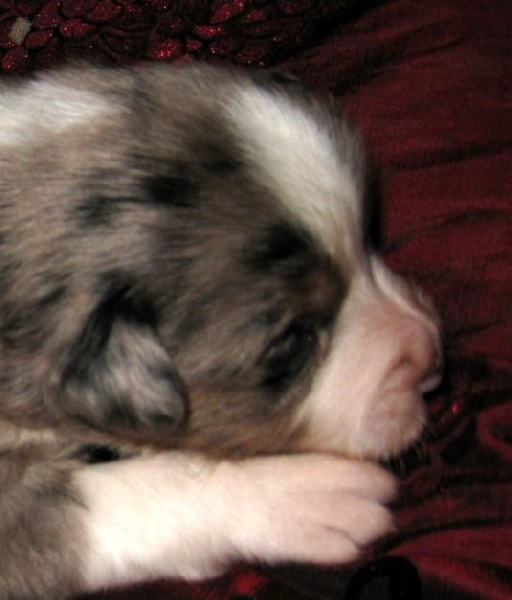 Chiots very x Totem