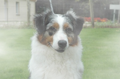 Oh my dog
