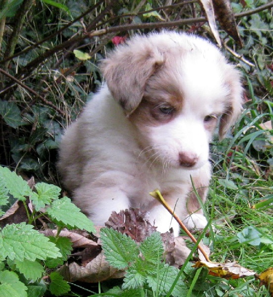 Oh my dog - Berger Australien - Portée née le 11/09/2008